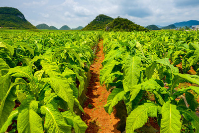 煙田與煙草 歷史、文化與爭議的交織